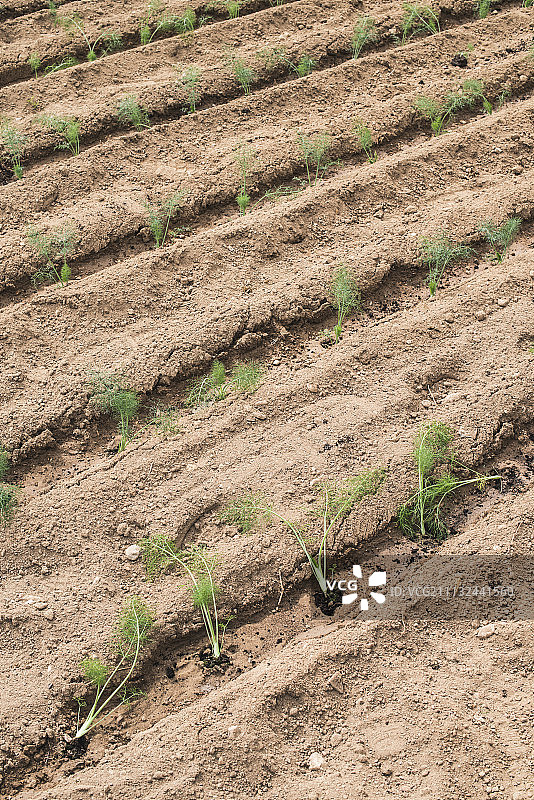 种植莳萝的田地图片素材