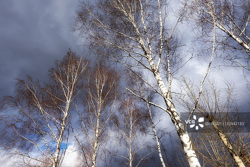 白桦树图片素材