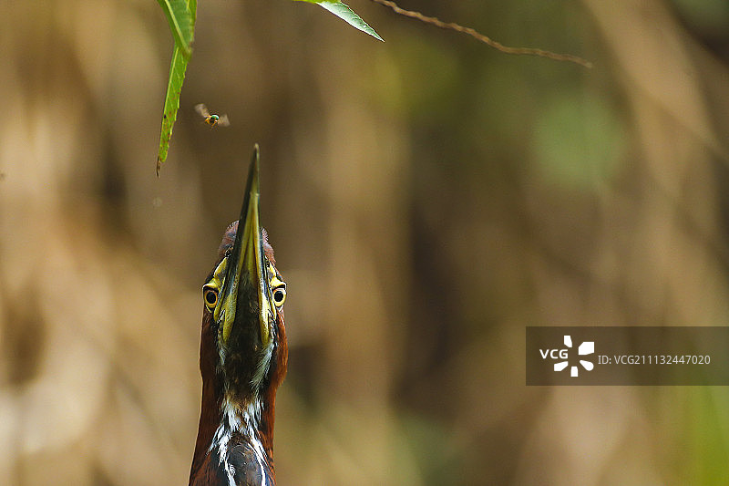 虎鹭与虻图片素材