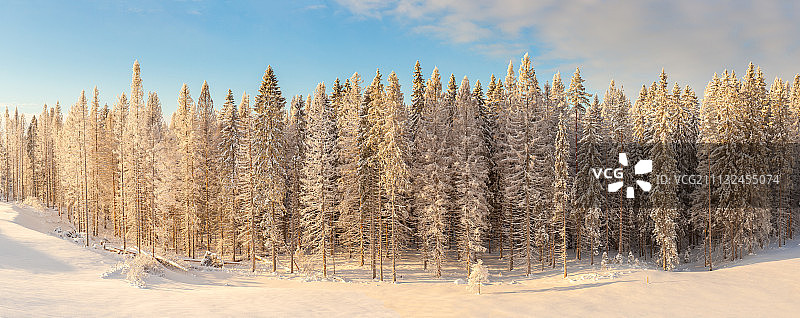 云杉森林图片素材
