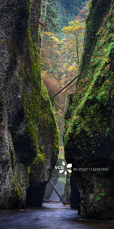 Oneonta的树图片素材