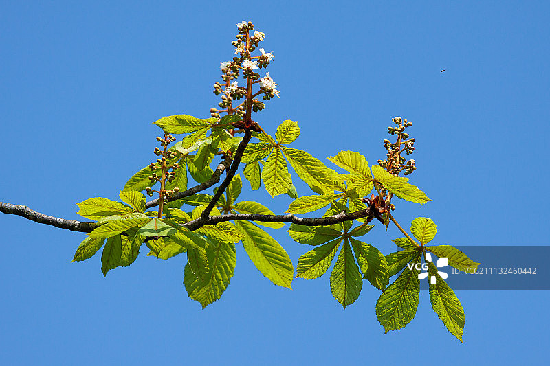 马栗树新芽图片素材