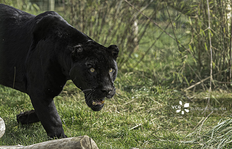 黑色美洲虎图片素材
