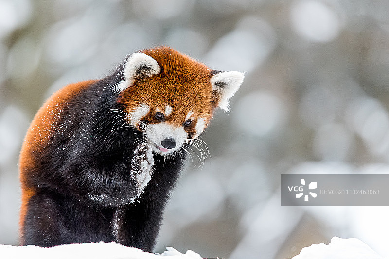 寒冷的雪图片素材
