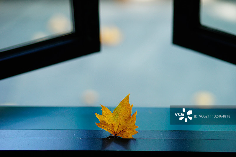 午后武康路-20171028图片素材