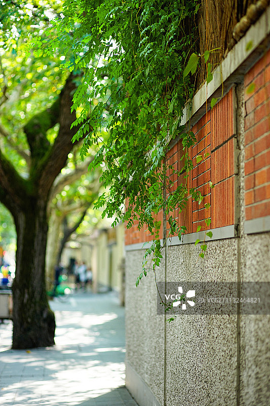 午后武康路-20171028图片素材