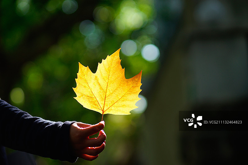 午后武康路-20171028图片素材