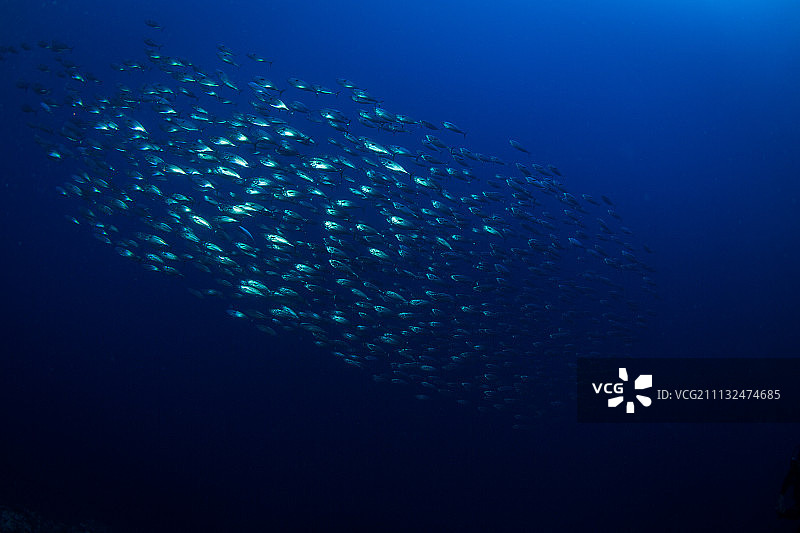 热带鱼图片素材