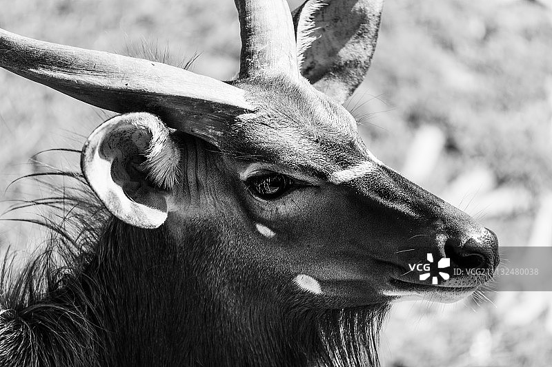 英俊的男人图片素材
