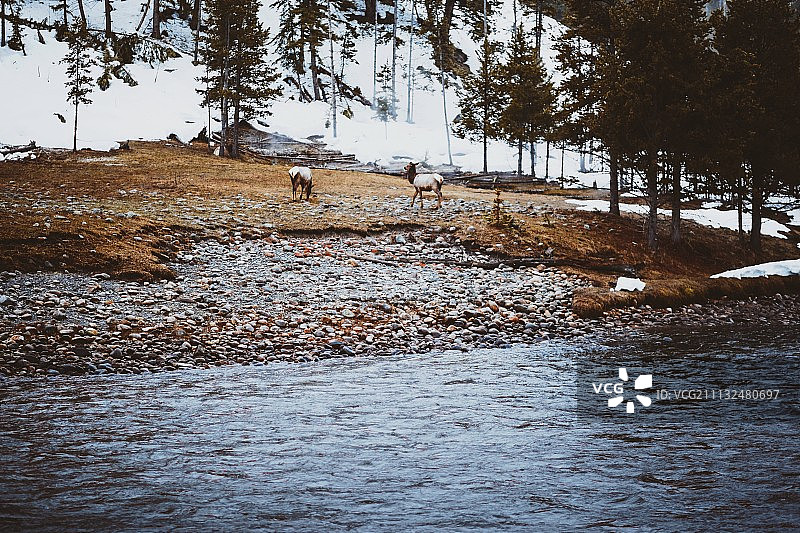 河滨野生生物图片素材