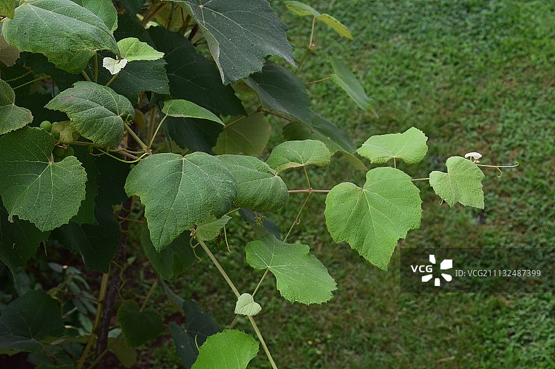 一些葡萄树叶图片素材
