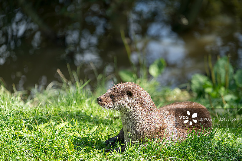 阳光下的欧亚水獭图片素材