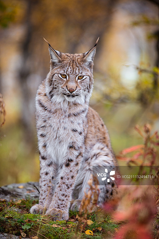 猫的姿势图片素材