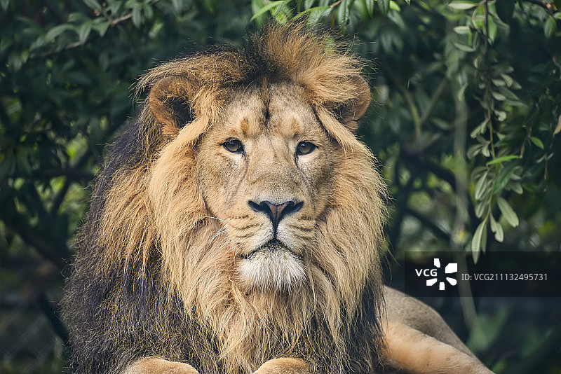 亚洲狮（波斯豹）的美丽肖像图片素材