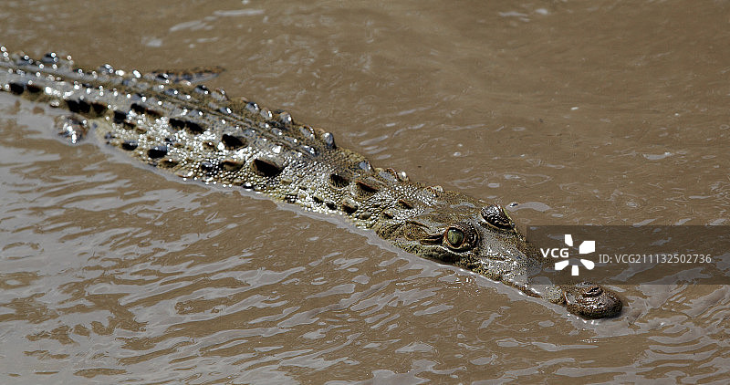 美洲鳄图片素材