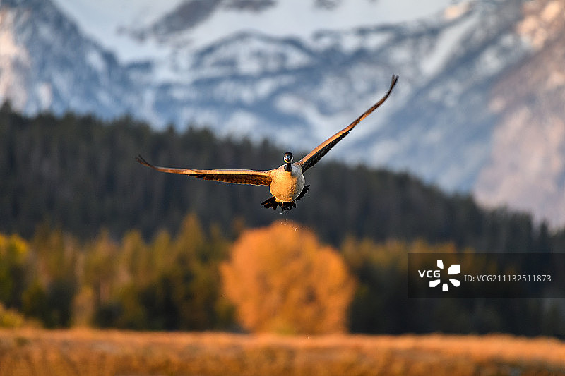 日出时分飞翔的加拿大黑雁图片素材