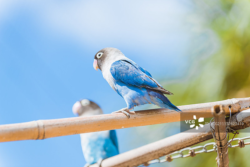 夏威夷海洋公园鸟图片素材