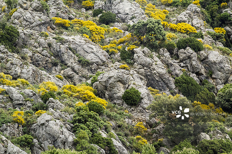 内华达山脉的春天图片素材