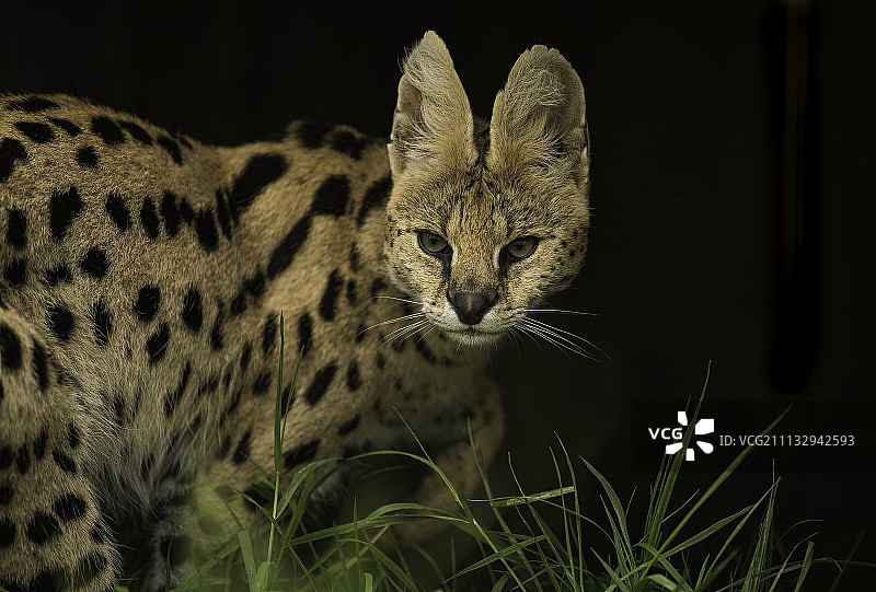 狞猫系列图片素材