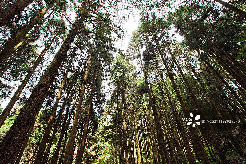 阿里山,大树图片素材