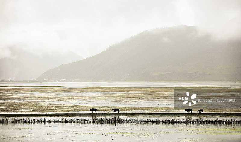 云南迪庆香格里拉纳帕海高清风光图片素材