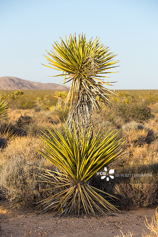 约书亚树图片素材