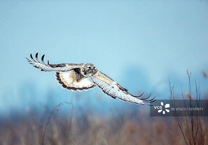 冬日毛脚鵟图片素材