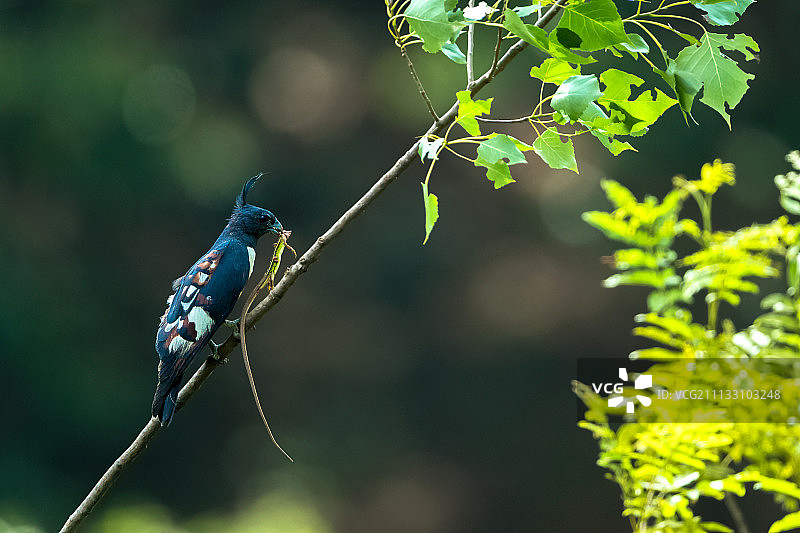 黑冠鹃隼的美餐图片素材
