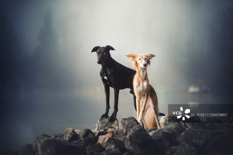 科达与费耶图片素材