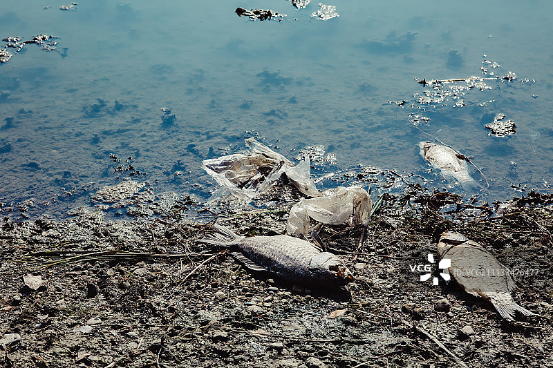 池塘里的死鱼图片素材