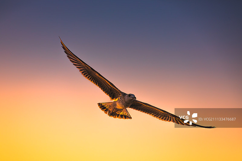 日出时分，海鸥在天空中飞翔图片素材