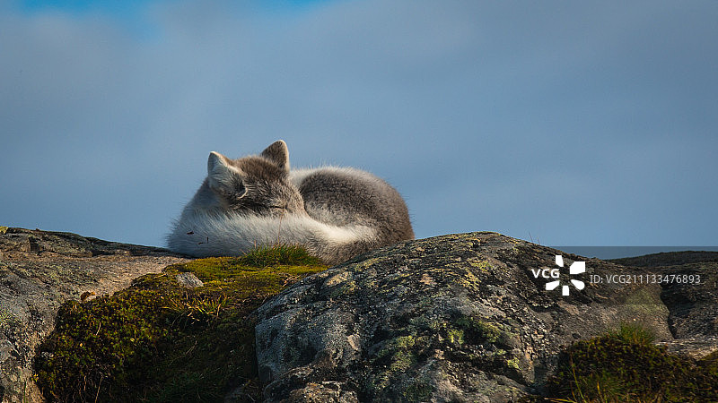 睡着的狐狸图片素材