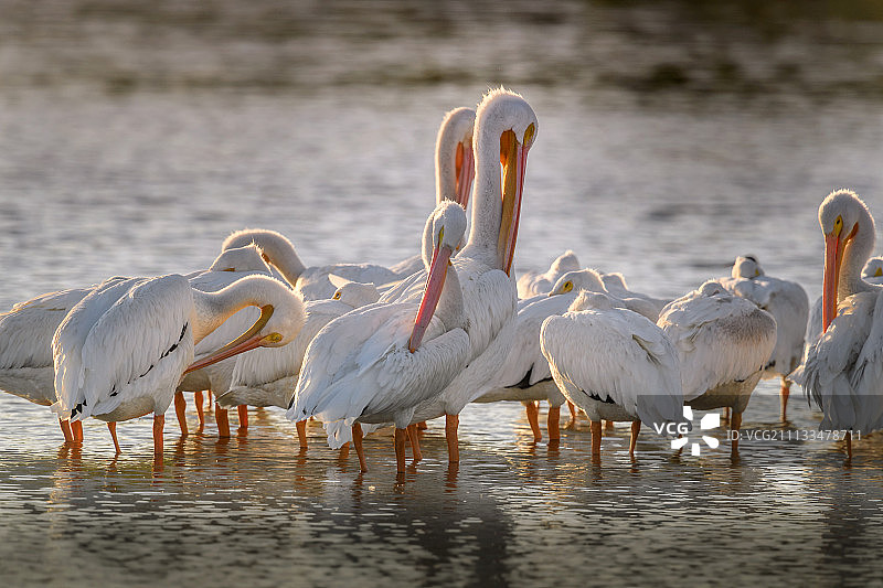 美洲白鹈鹕休息图片素材