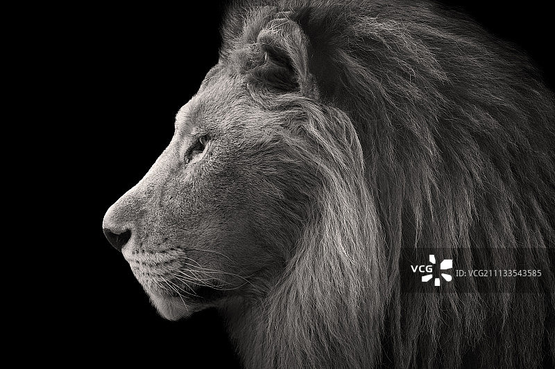 狮子 侧面 黑白 动物 脸 毛发 质感 高端图片素材