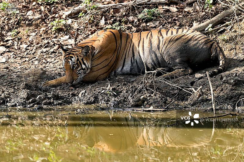 夏日时光：母老虎图片素材