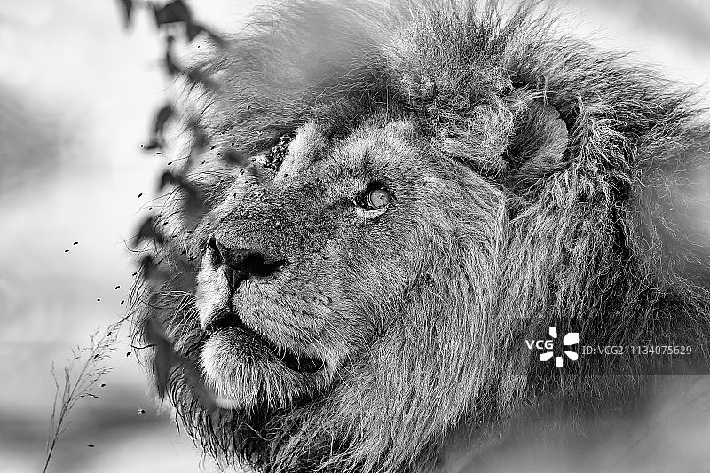 疤面煞星图片素材