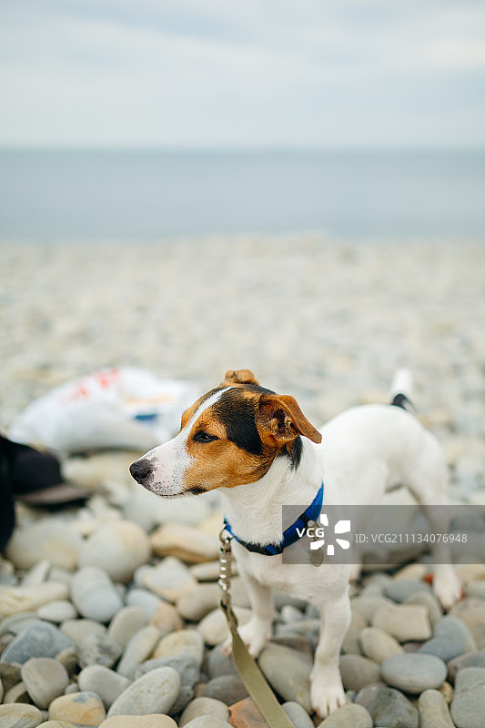 戴着项圈在海滩上摆姿势的狗图片素材