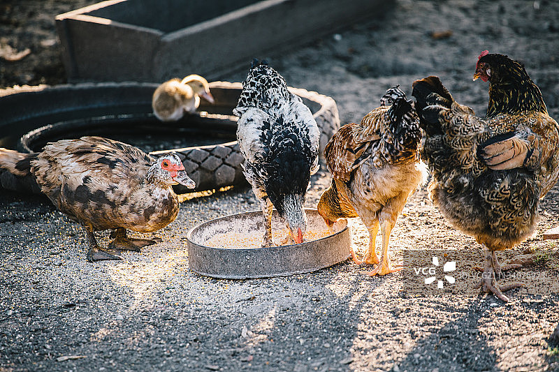 院子里吃东西的家畜图片素材