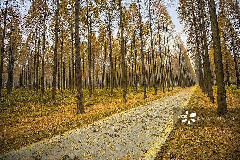 盐城东台黄海森林公园 (9)图片素材