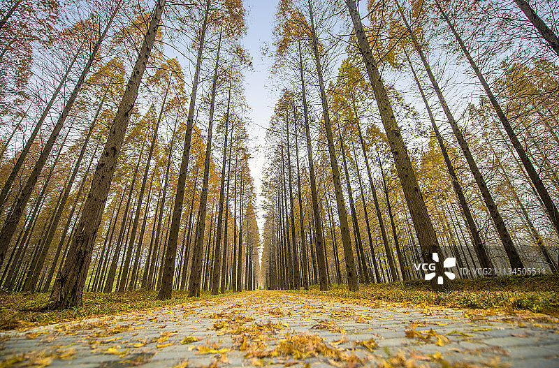 盐城东台黄海森林公园 (10)图片素材