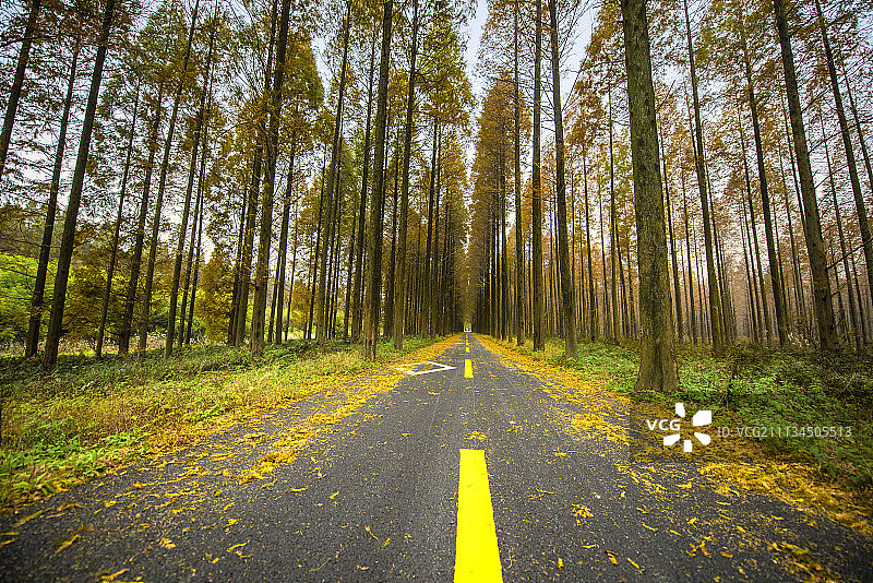 盐城东台黄海森林公园 (11)图片素材