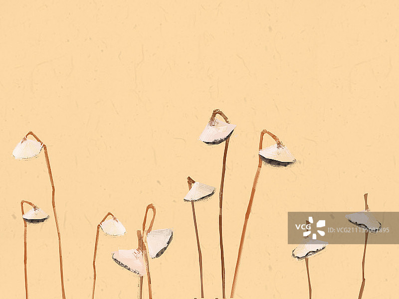 20171123莲蓬图片素材