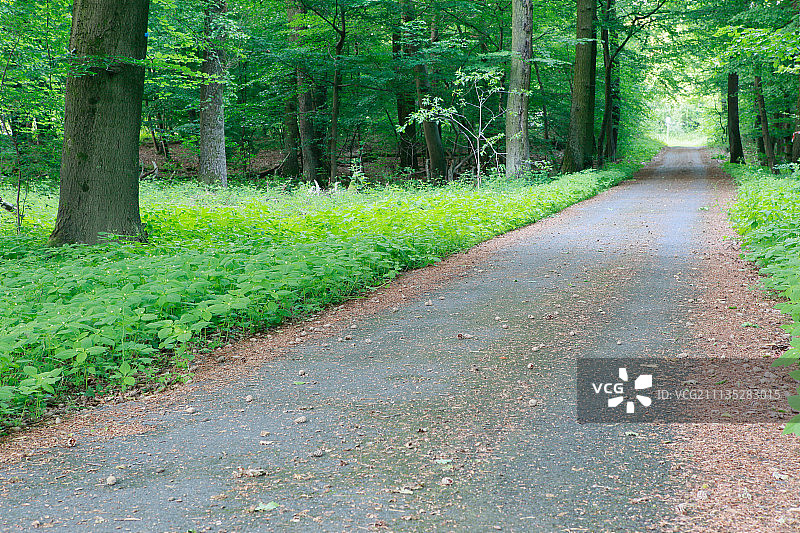 林荫大道图片素材