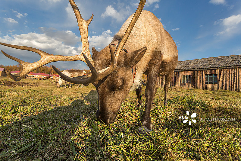 驯鹿图片素材