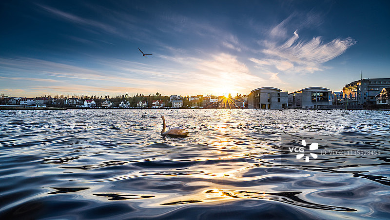 托宁湖上的白天鹅图片素材