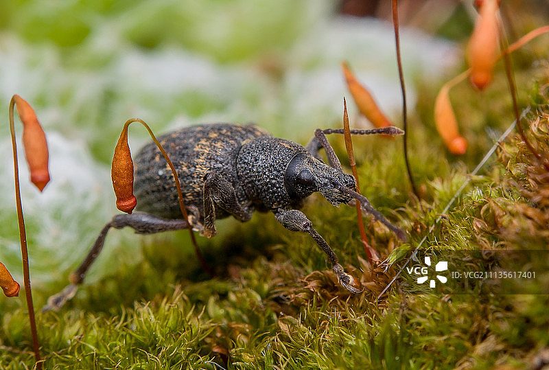 苔藓灯下的象鼻虫图片素材