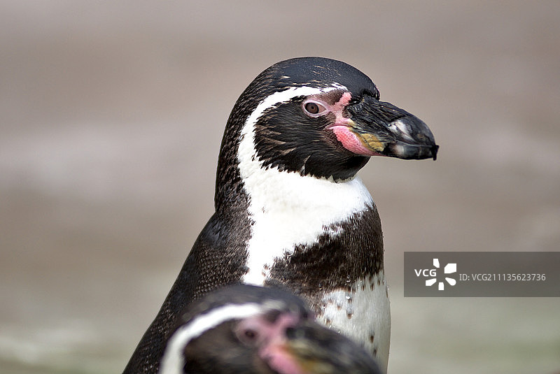 洪堡企鹅图片素材