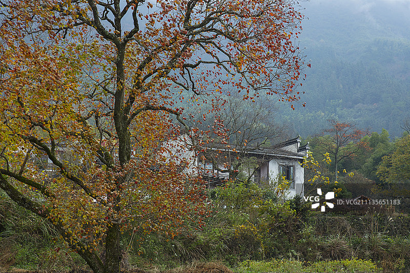 村庄秋景图片素材