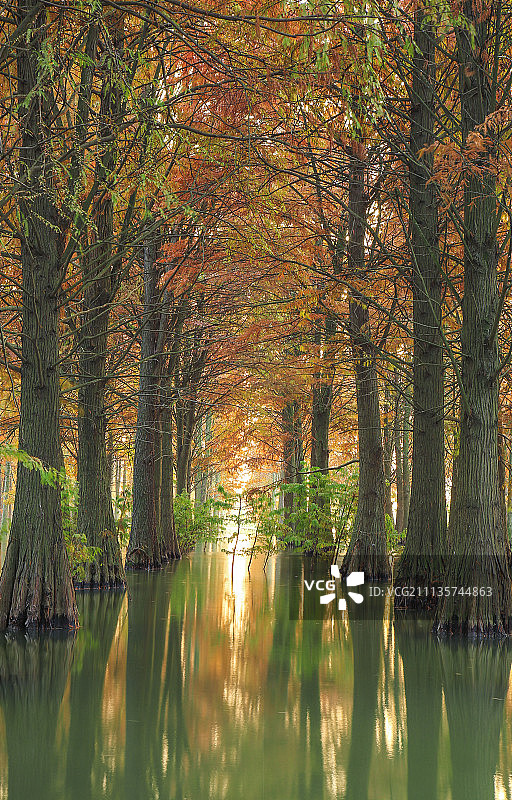 树林秋季图片素材