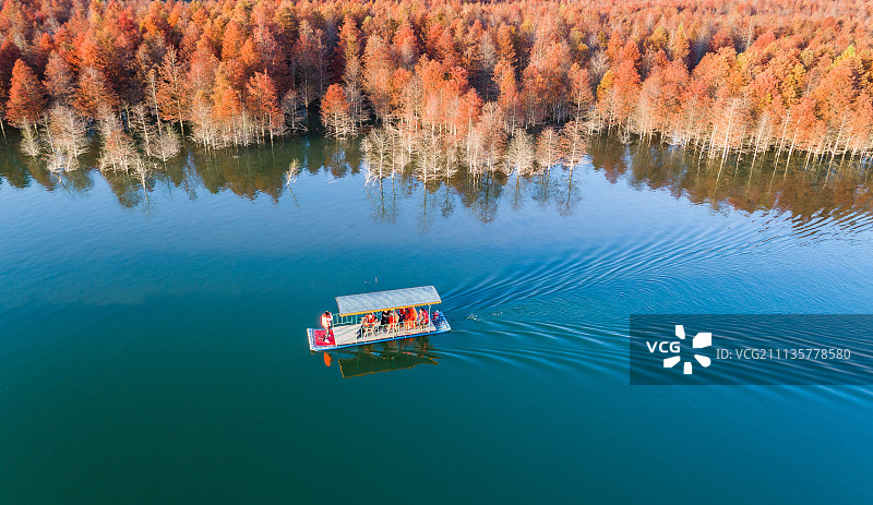 水上树木红衫林图片素材